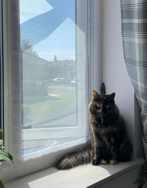 dlkcat|kcats.